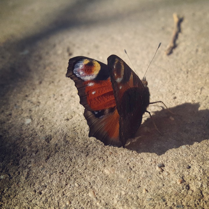 Phone photo