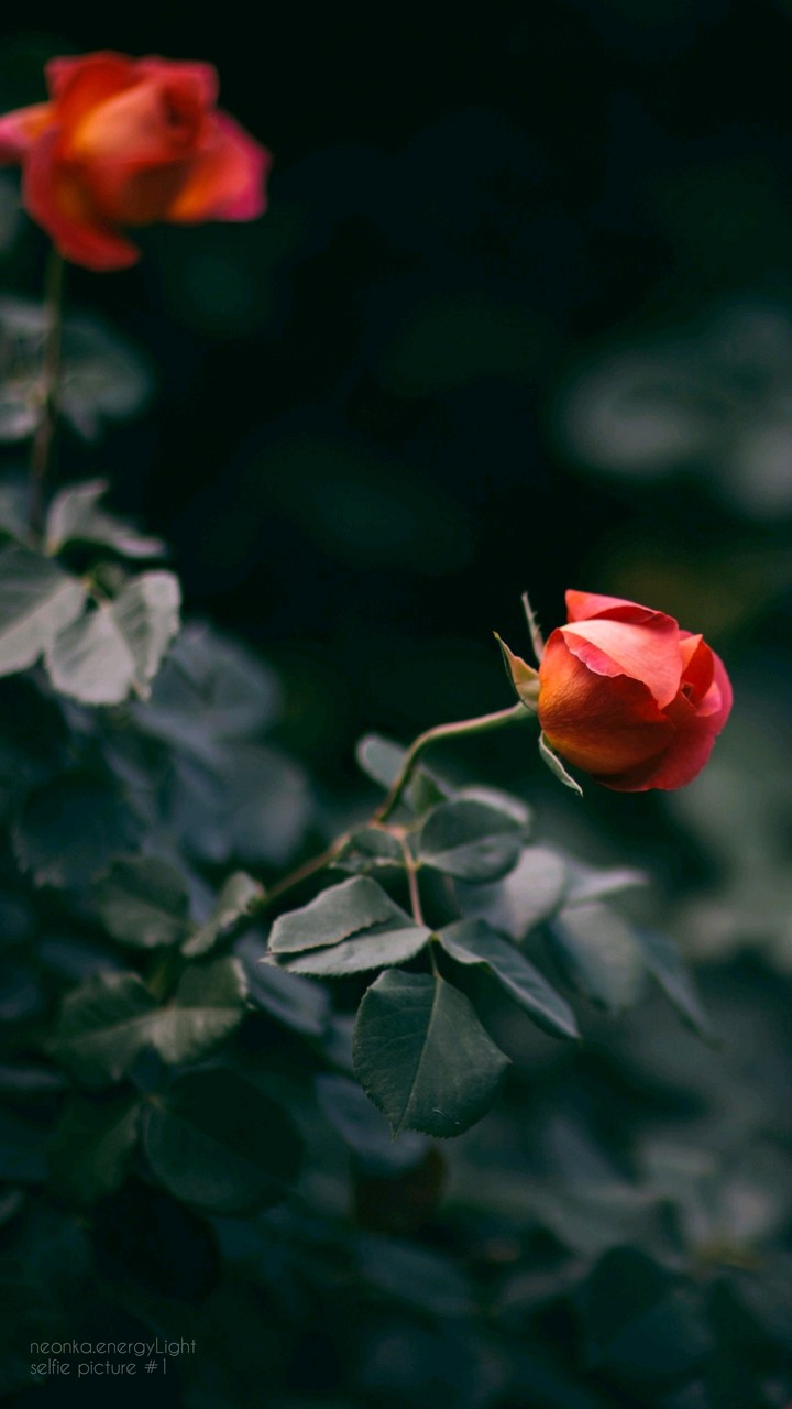 rose