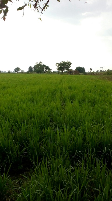 farm