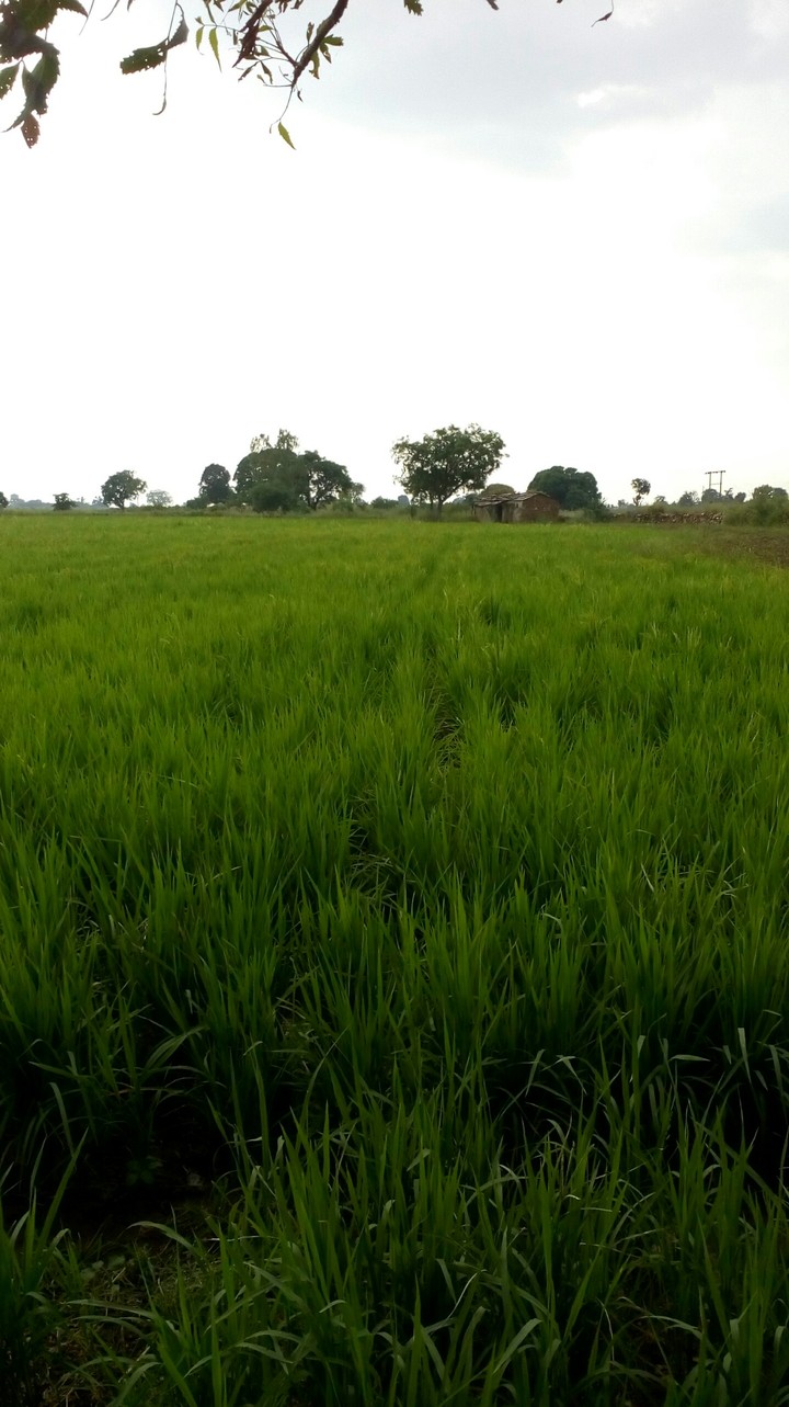farm