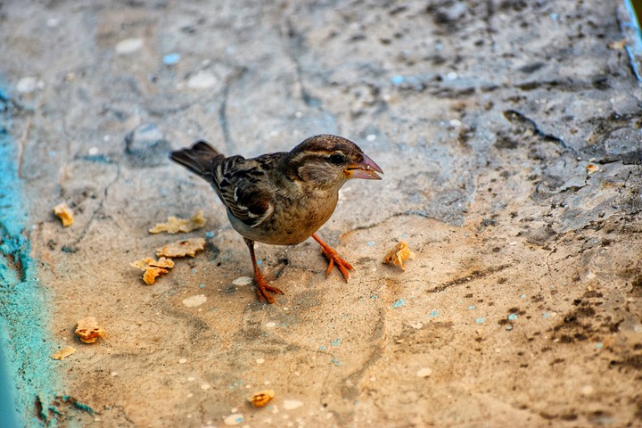 #Bird
