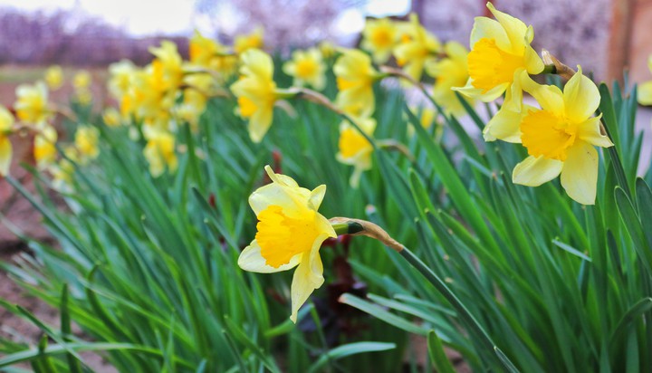 Spring... Flowers