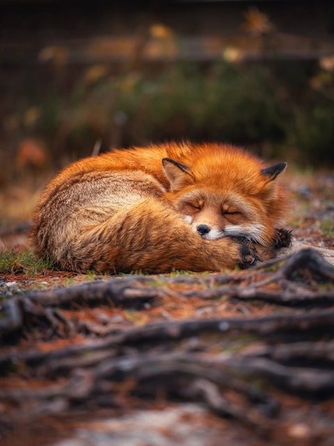 Fox