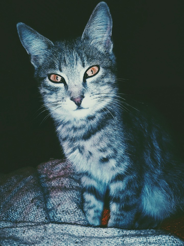 cat