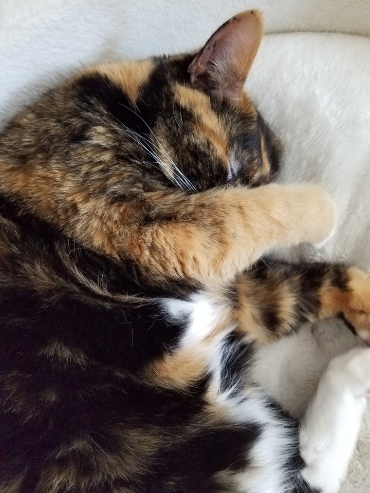 Kitty Cat