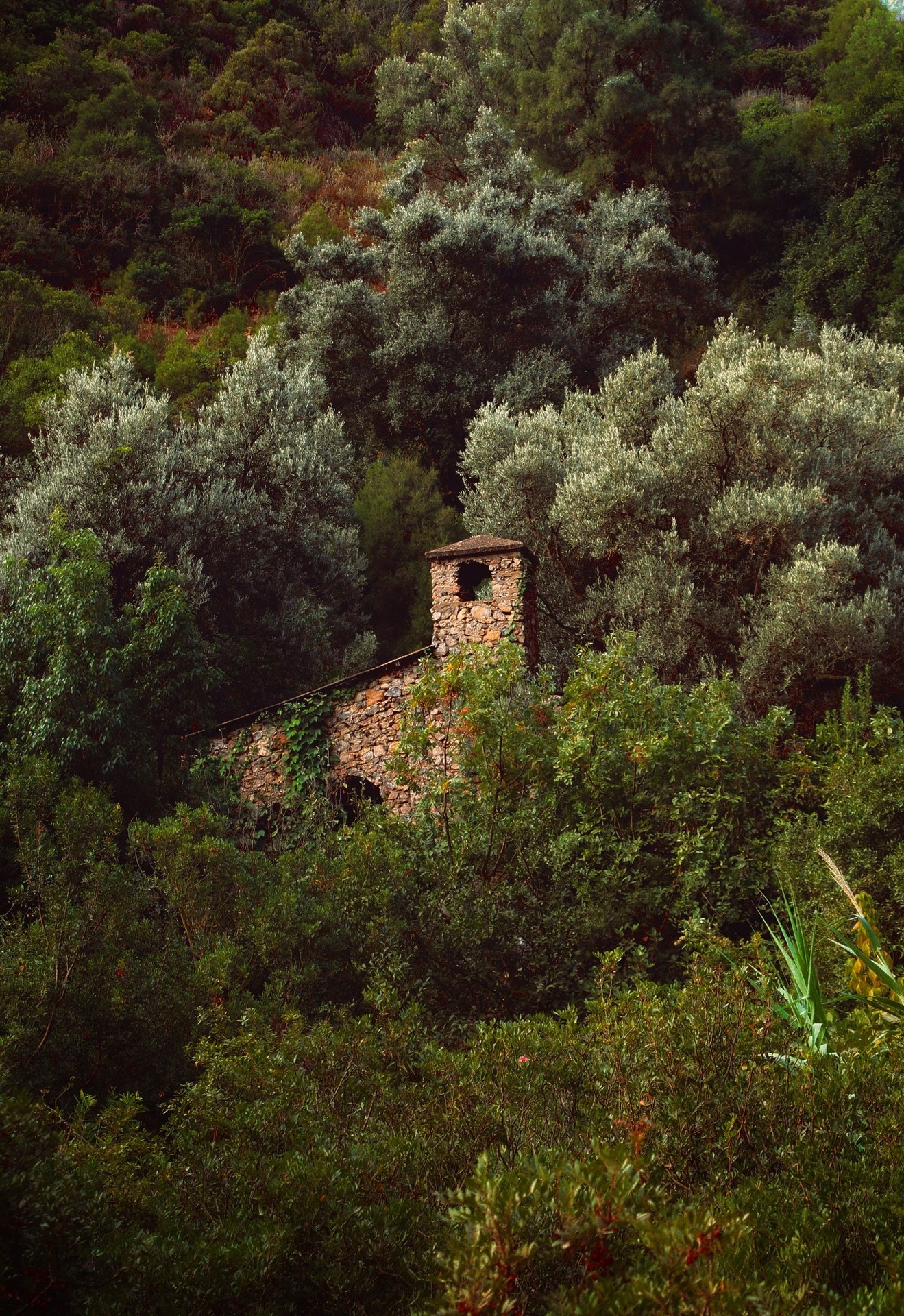 רקעים forest, vegetation