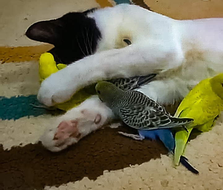 Animal delicacy