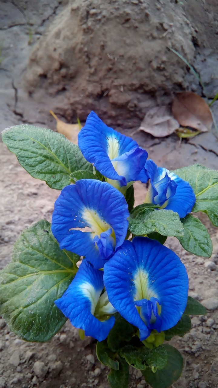 my flower