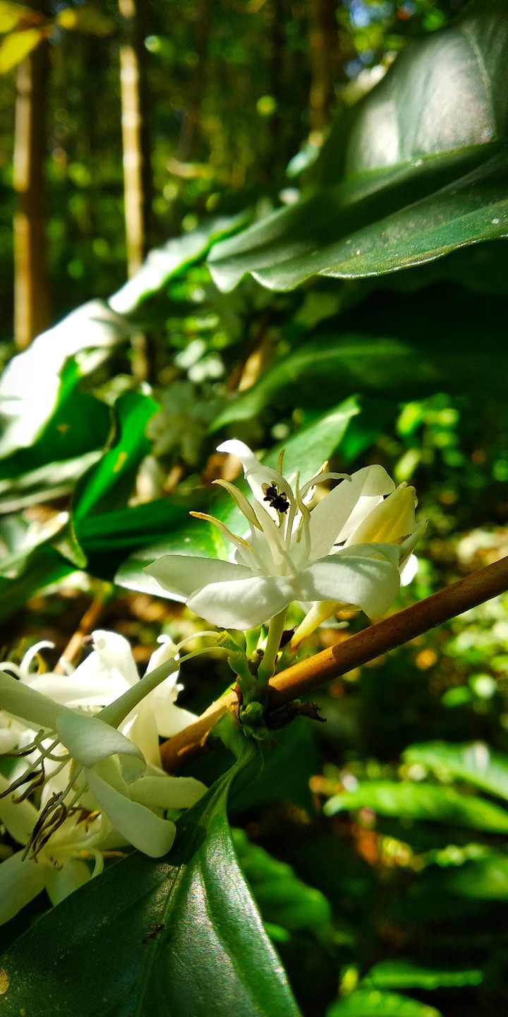 coffee flower with honeybee