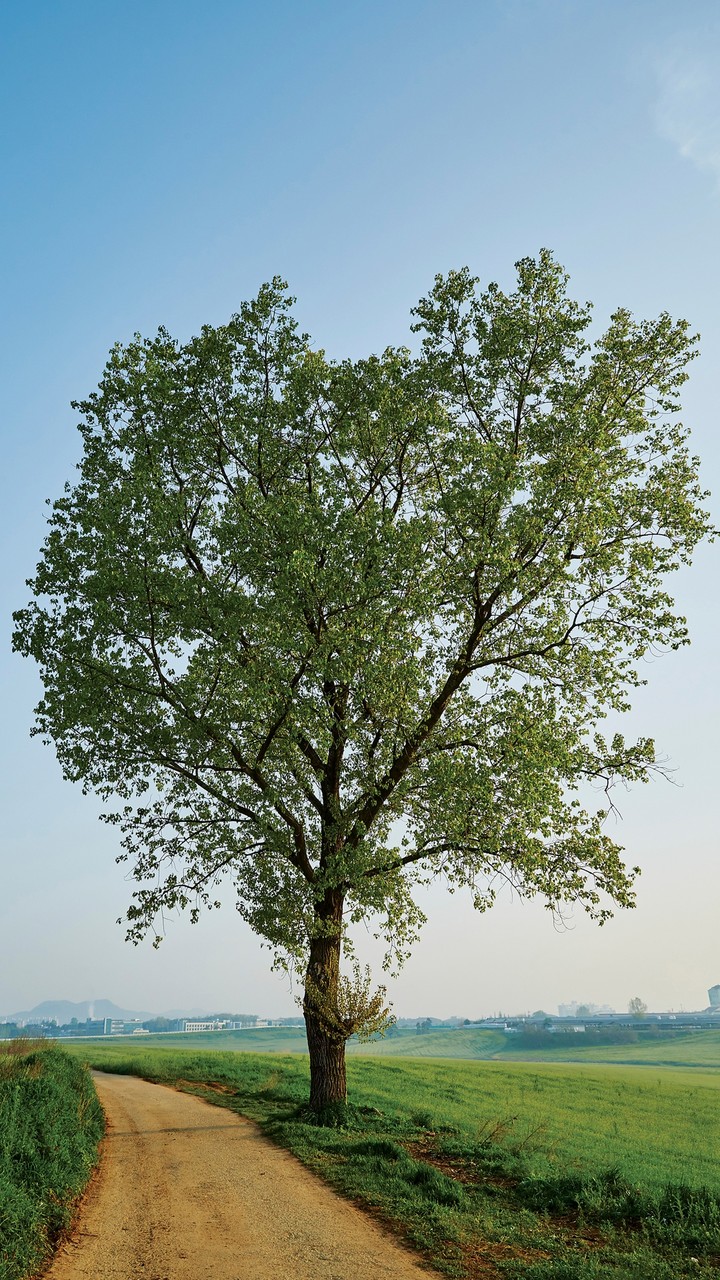 Tree in the View
