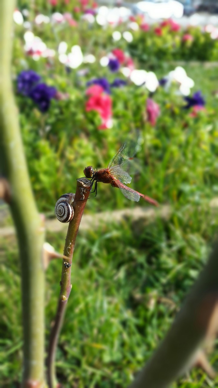 Dragonfly