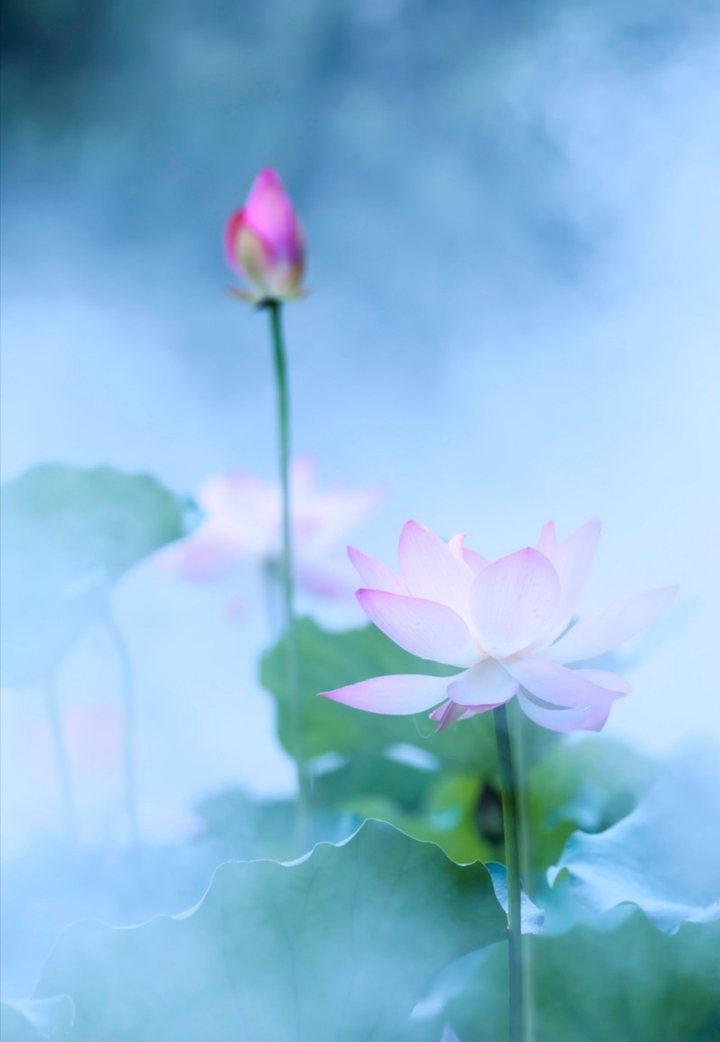 Lotus