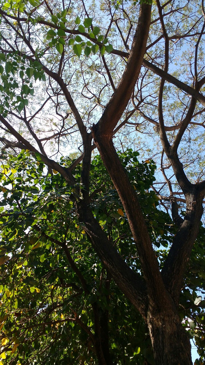 greenery
