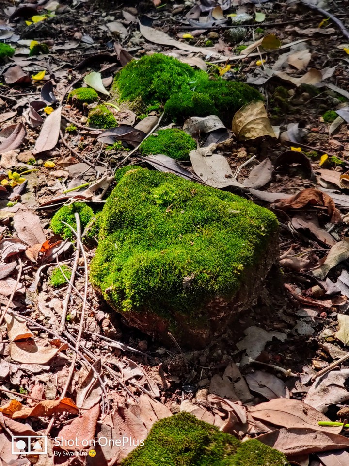 Stone with Nature's Love.