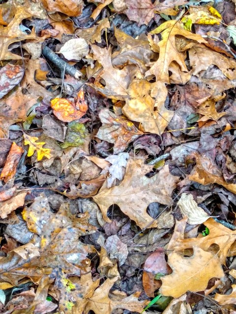 Fall ground cover