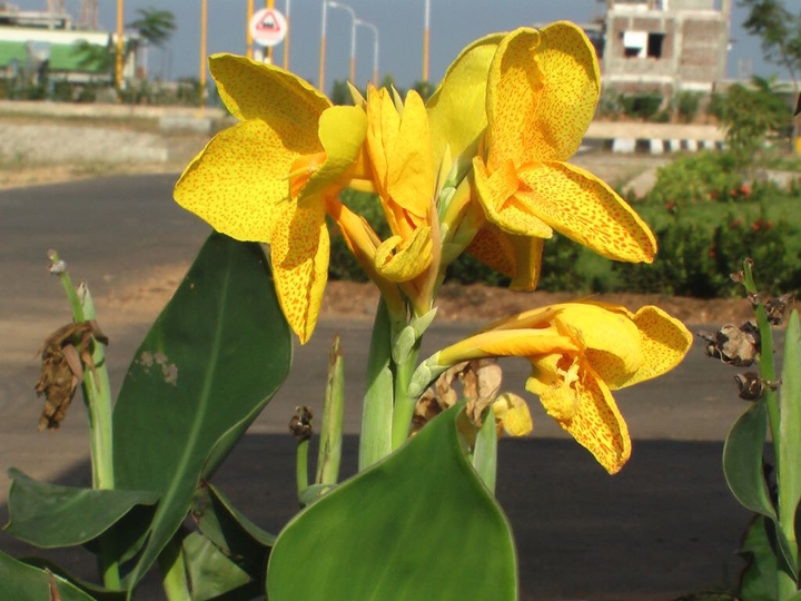 flower 