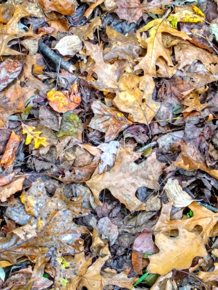 Fall ground cover