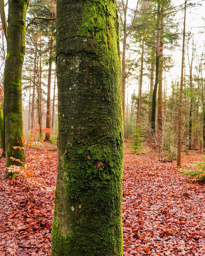 tree