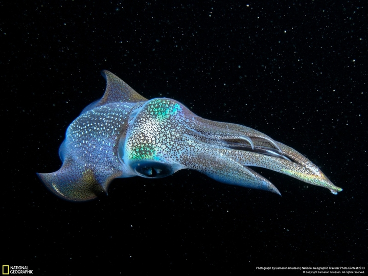 cuttlefish