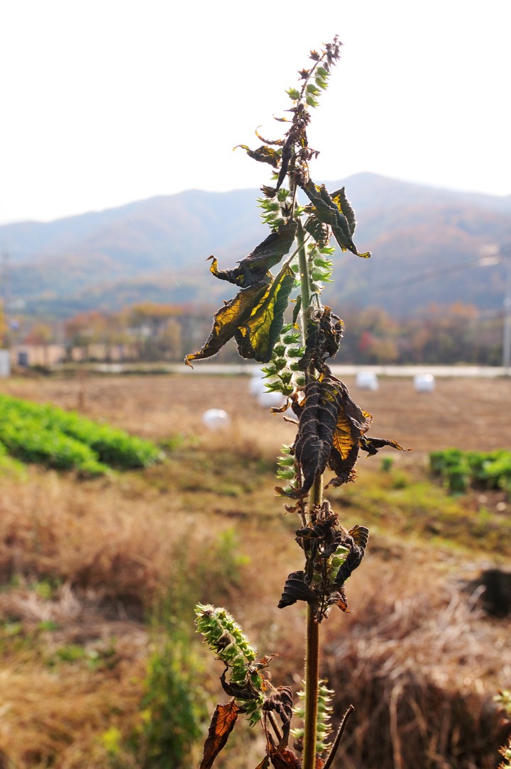 Plant