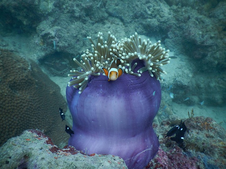 Finding Nemo