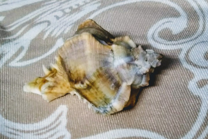 a gift from sea to me