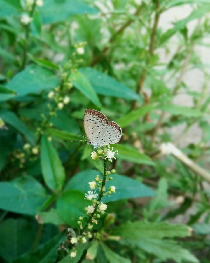 butterfly