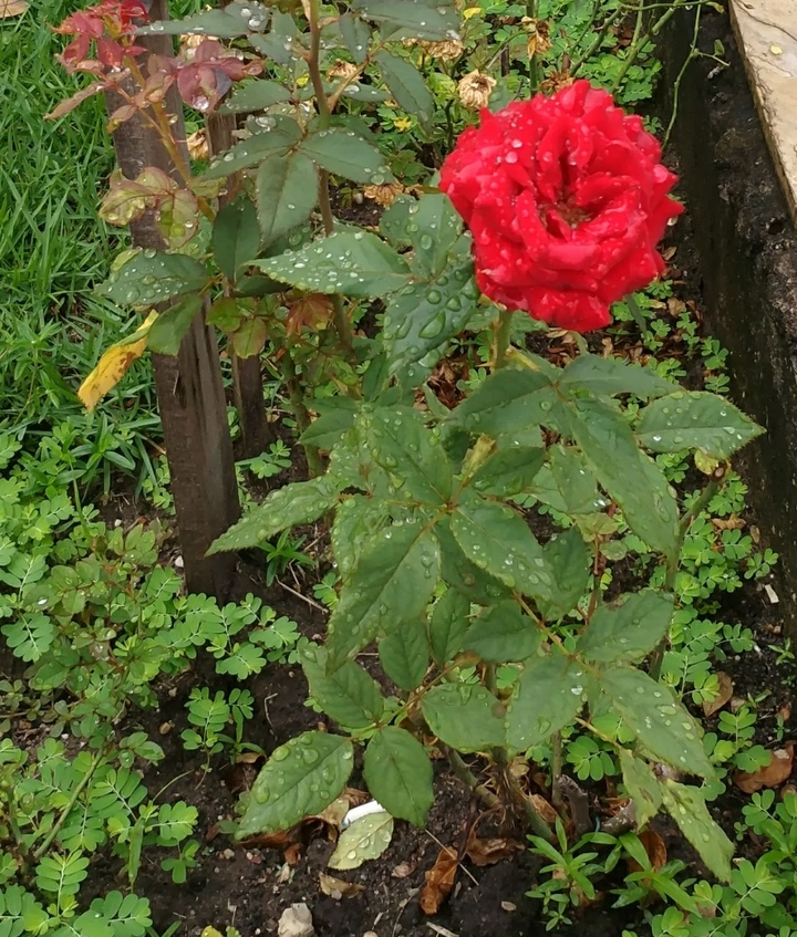 Rosa vermelha