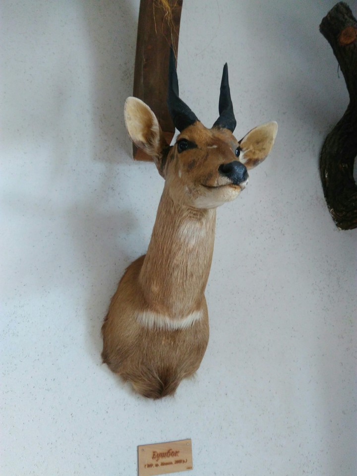 косуля