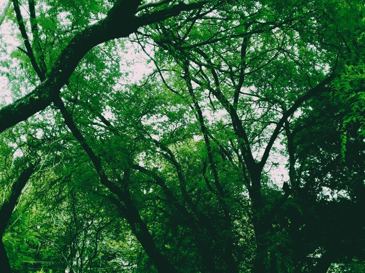forest