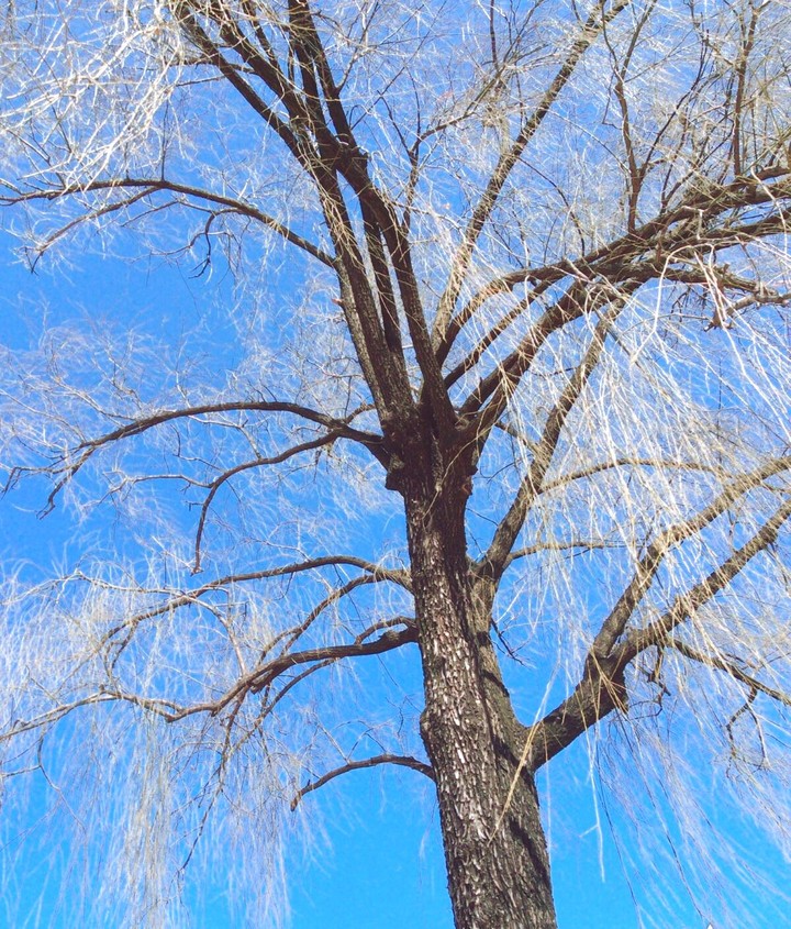 The Willow TREE:)