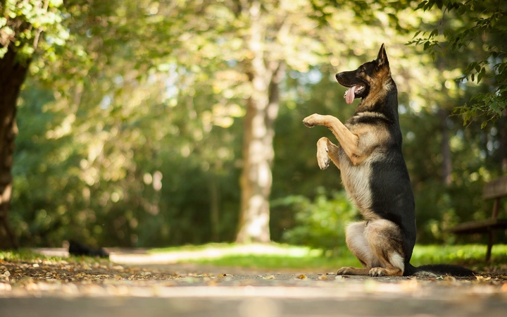 German shepherd