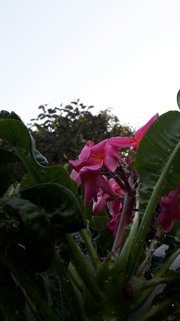 Sky Flower
