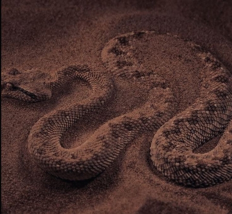 fondos de pantalla reptile, Viper