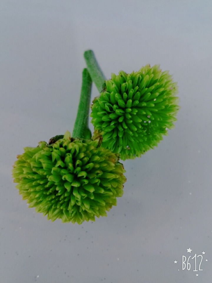 yêu
