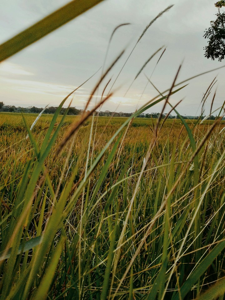 Rice Field