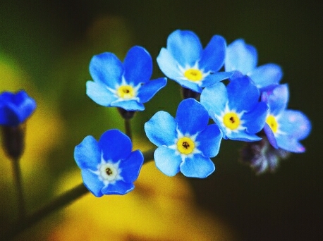 Fiori = amore.