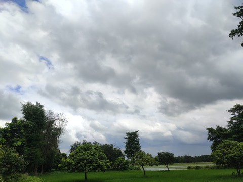 Cloudy sky with wonderful, amazing & green tree, crops
