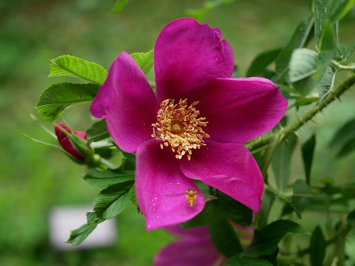 magenta