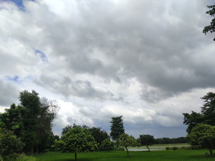 Cloudy sky with wonderful, amazing & green tree, crops