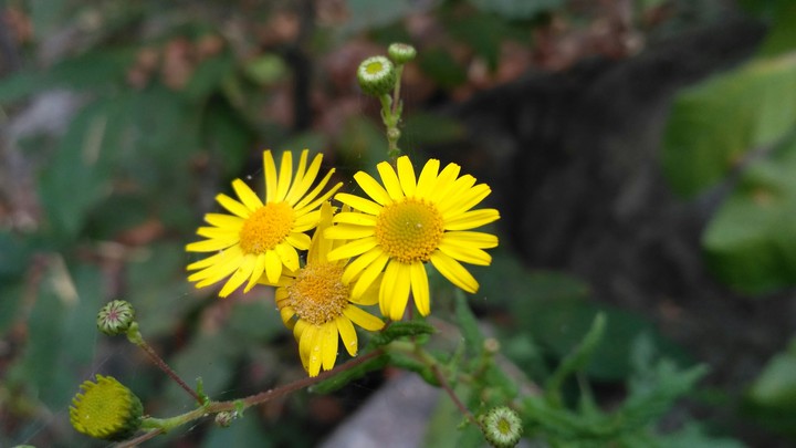 beautiful flowers
