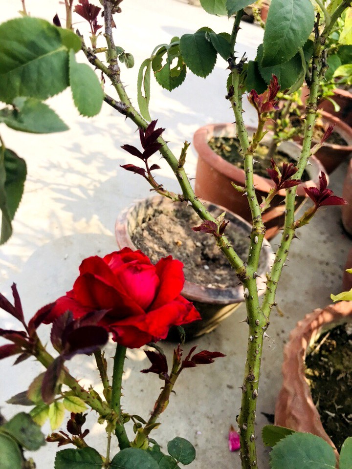 Rose