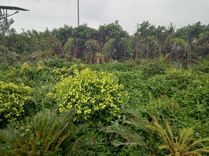 Greenery