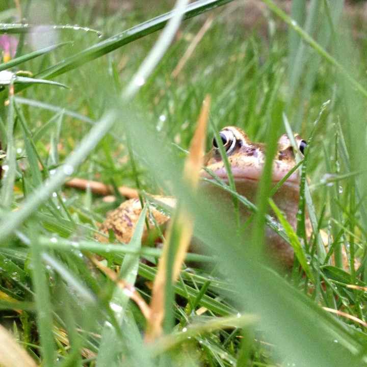 frogy