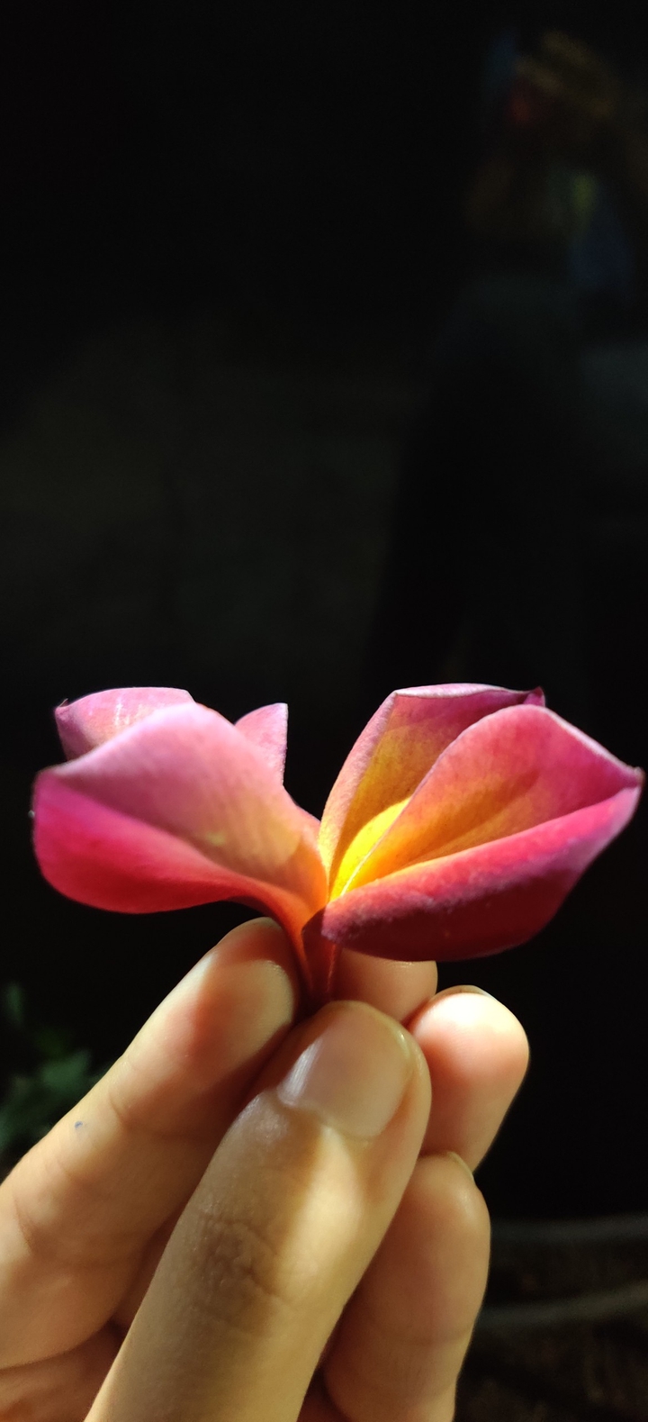 Just a flower