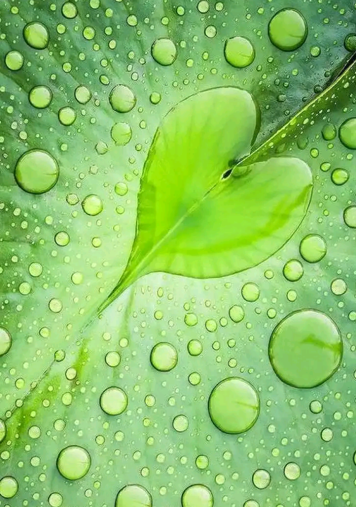 Lovely nature