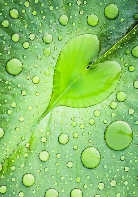 Lovely nature