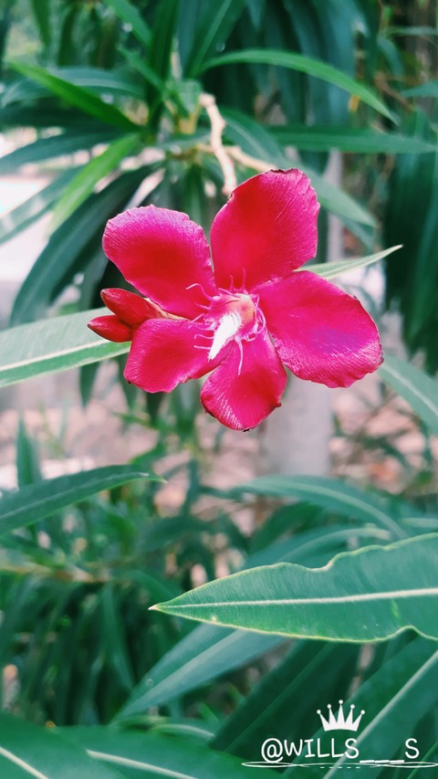 red love (flower)