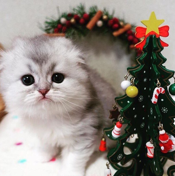 котя