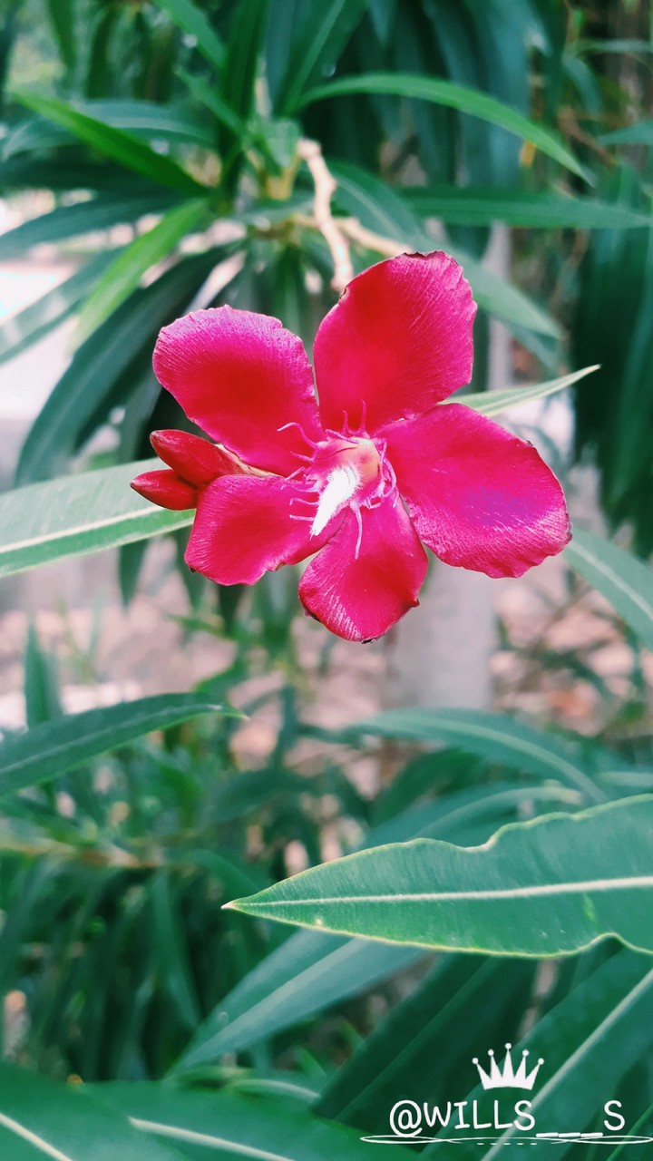 red  love (flower)